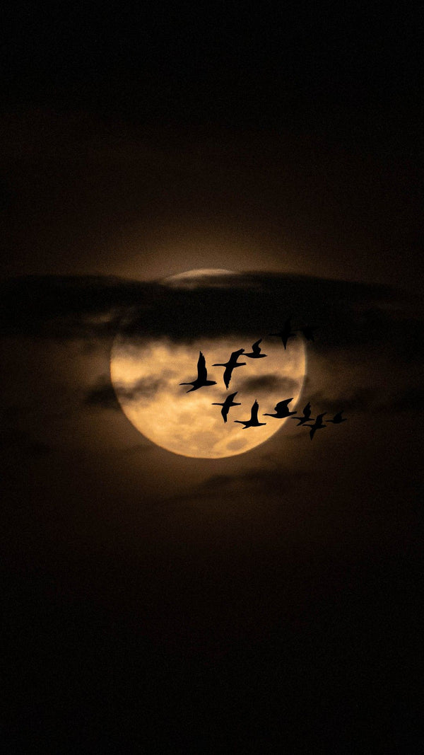 Birds flying across a golden full moon